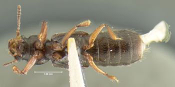 Media type: image;   Entomology 24063 Aspect: habitus ventral view
